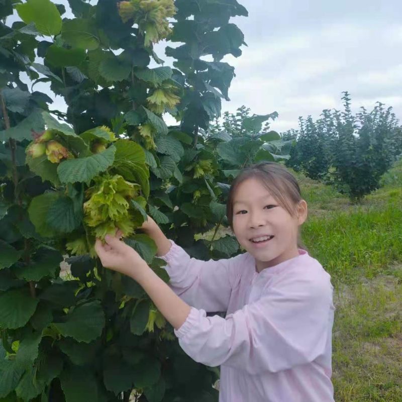 殺蟲燈在榛子種植基地的應用